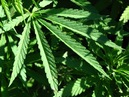 Arizona Gov. Brewer's Anti Medical Marijuana  lawsuit Thrown Out of Court