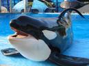 Parque SeaWorld diz que ficar com orca que matou treinadora