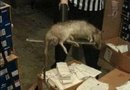 Rato de quase um metro aparece em loja de Nova York 
