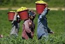 Immigration Summit: Are undocumented workers really taking American jobs?