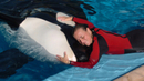 Shows com orcas no SeaWorld voltam no fim de semana - VEJA VIDEO
