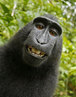 Macaco rouba cmera de fotgrafo e faz um autorretrato 'sorridente'