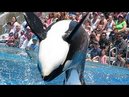 Baleia Orca mata treinadora